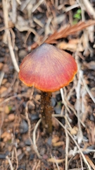 Hygrocybe singeri
