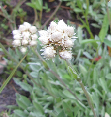 Antennaria rosea