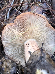 Lactarius xanthogalactus