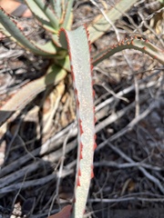 Aloe divaricata image