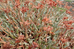 Eriogonum androsaceum