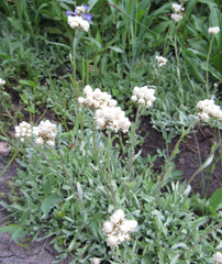 Antennaria rosea