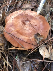 Lactarius xanthogalactus