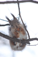 Sciurus vulgaris