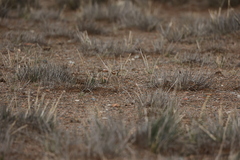 Melanocorypha mongolica