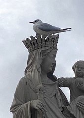 Chroicocephalus ridibundus