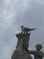 Chroicocephalus ridibundus