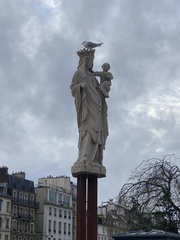 Chroicocephalus ridibundus