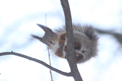 Sciurus vulgaris