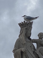 Chroicocephalus ridibundus