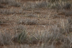 Melanocorypha mongolica