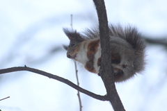Sciurus vulgaris