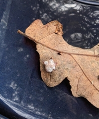 Cynips douglasii