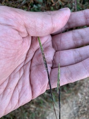 Heteropogon contortus