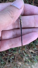 Heteropogon contortus