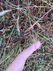 Heteropogon contortus