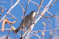 Phylloscopus sindianus