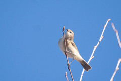 Phylloscopus sindianus