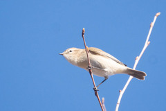 Phylloscopus sindianus