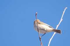 Phylloscopus sindianus