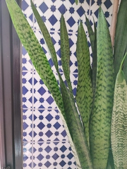 Sansevieria zeylanica