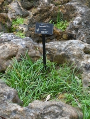 Zephyranthes robusta