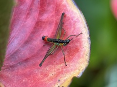 Paramastax duquei