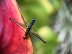 Paramastax duquei