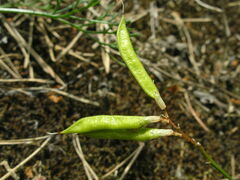 Astragalus arenarius