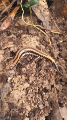 Eurycea guttolineata