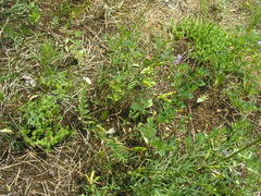 Astragalus arenarius