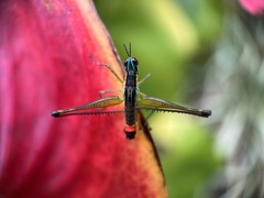 Paramastax duquei