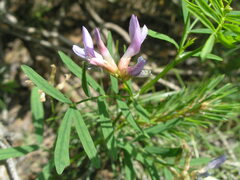 Astragalus arenarius