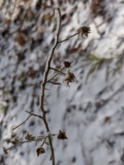 Campanula sibirica taurica