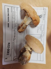Hydnum subolympicum