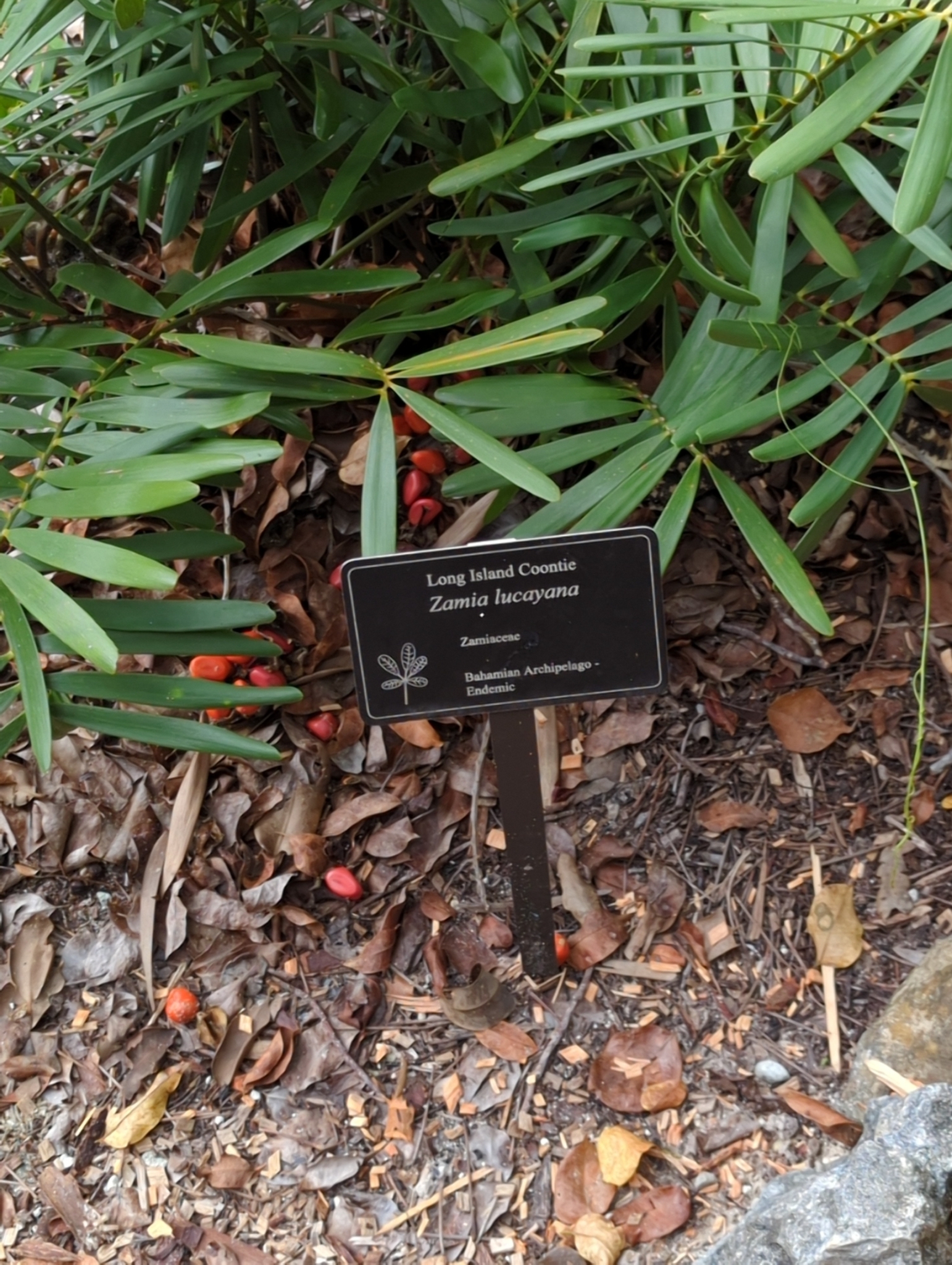 Zamia lucayana