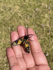 Chrysocale principalis