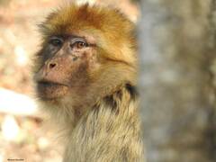 Macaca sylvanus