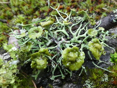 Hypogymnia inactiva