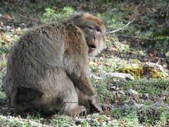 Macaca sylvanus