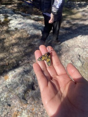 Chrysocale principalis