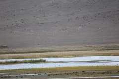 Syrrhaptes paradoxus