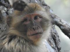 Macaca sylvanus