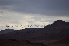 Syrrhaptes paradoxus