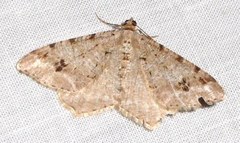 Macaria aequiferaria