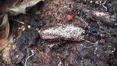 Philomycus carolinianus