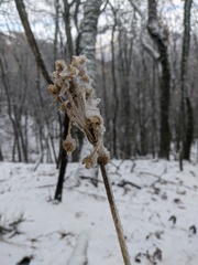 Allium siculum dioscoridis