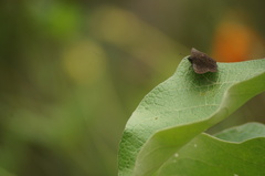 Nisoniades macarius