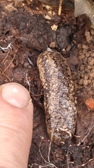 Philomycus carolinianus
