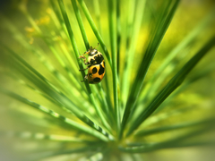 Ceratomegilla notata